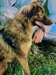 Germane shepherd