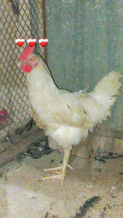 Australorp/