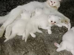 Persian