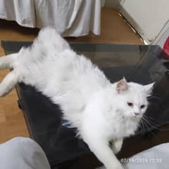 Persian Cat Male 1.5 years triple coated