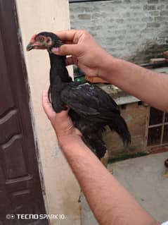 aseel chicks and female for sale.
