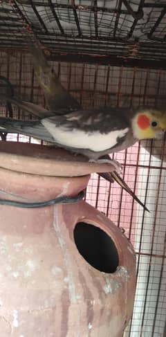 Grey cocktail breeder pair for sale
