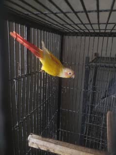 Conure