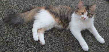 Mix 9 months persian female cat