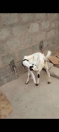 bakri our bakra
