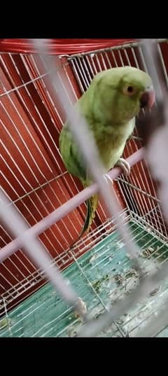 breeder