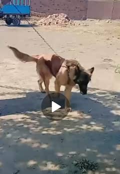 female for sale