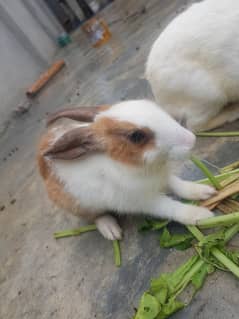 white red eyes pair or dasi