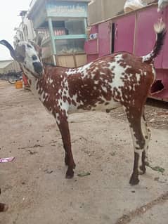 for sell