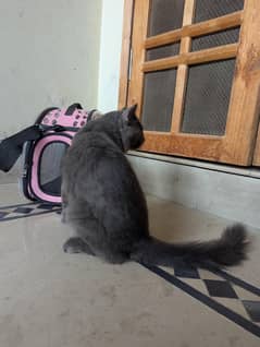 Grey color Double coat male Persian cat well trained and friendly