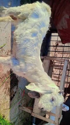 dancing bakra white colour bahut pyara