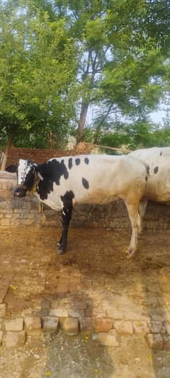 Cow for Sale