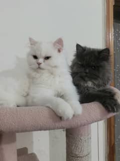 8 months old cute Persian Cats