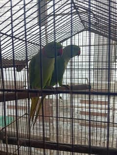 2 ringneck male parrots
