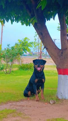Rottweiler beeder female