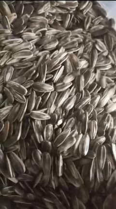 sun flower 03183432340