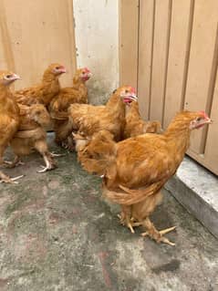 Golden Buff hens