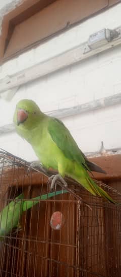 Green parrot male female