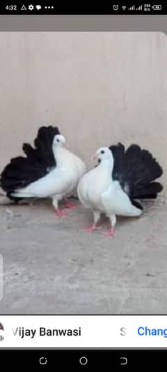 Black tail pigeon