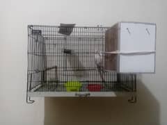 cockatiel