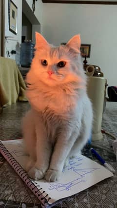 Persian