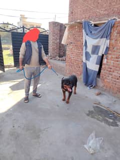 rottwiler dog