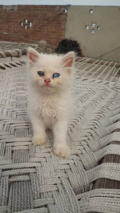 Persian