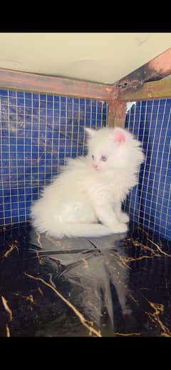 Persian cat-kittens