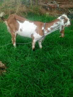 Milak wali bakri
