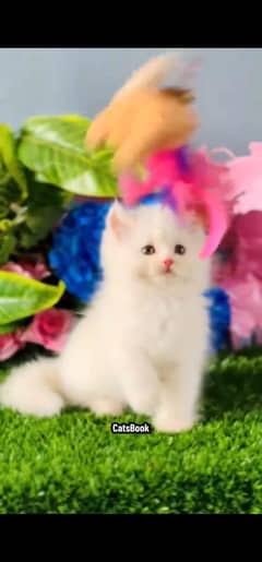 Persian