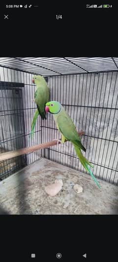 Ringneck