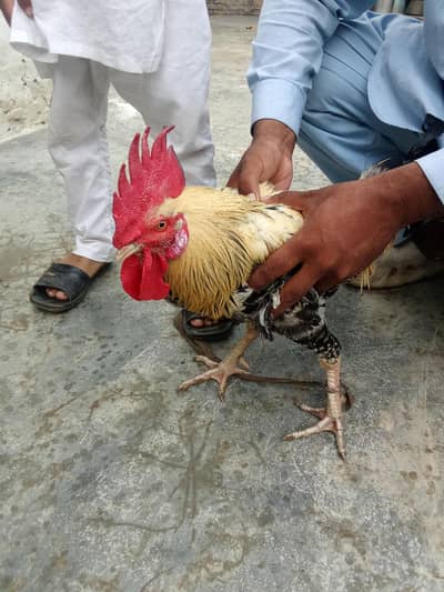 Cock Murgha for sale