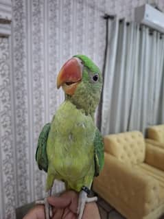 Raw Parrot Fly Tame Female