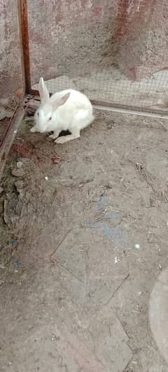 rabbits