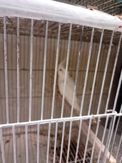 cocktail 6 breeder pair for sale 03349431094