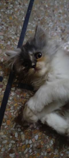 doll face kittens pair
