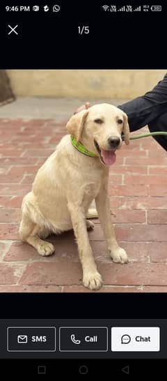 Labrador