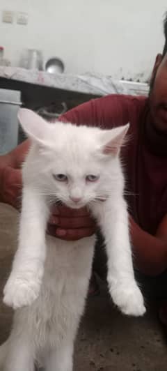 persion cat 2 month age