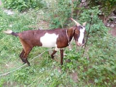 Doodh wali bakri