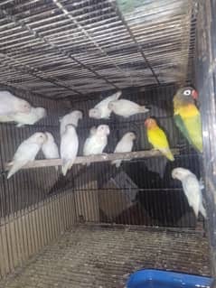 Colour Love bird  . . 03059322440