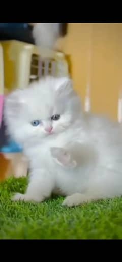 Persian