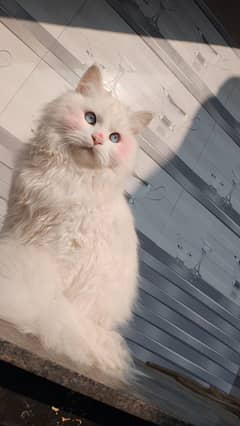 ek male cat or 3 female for sale