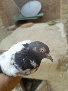 tade pigeon