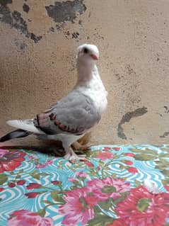 Quality Blue bar Female