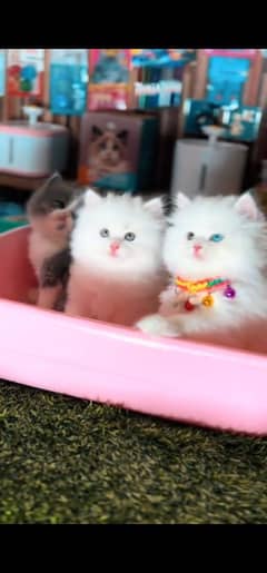 Persian