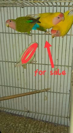 3 PIECE OF LOVE BIRDS non ring Urgent sale 2 common lutino 1 rozikoli