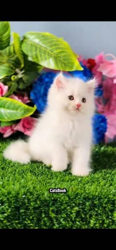 Persian cat triple koted Blue Eyes 03317660437 WhatsApp