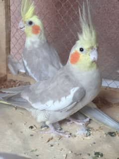 Cockatiels for sale pair