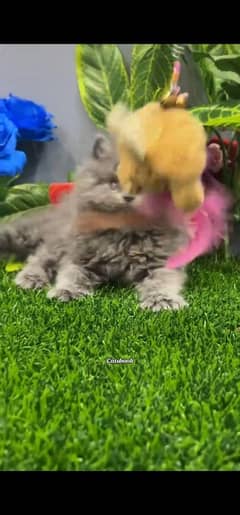 Persian cat triple koted Blue Eyes 03317660437 WhatsApp