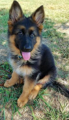 German